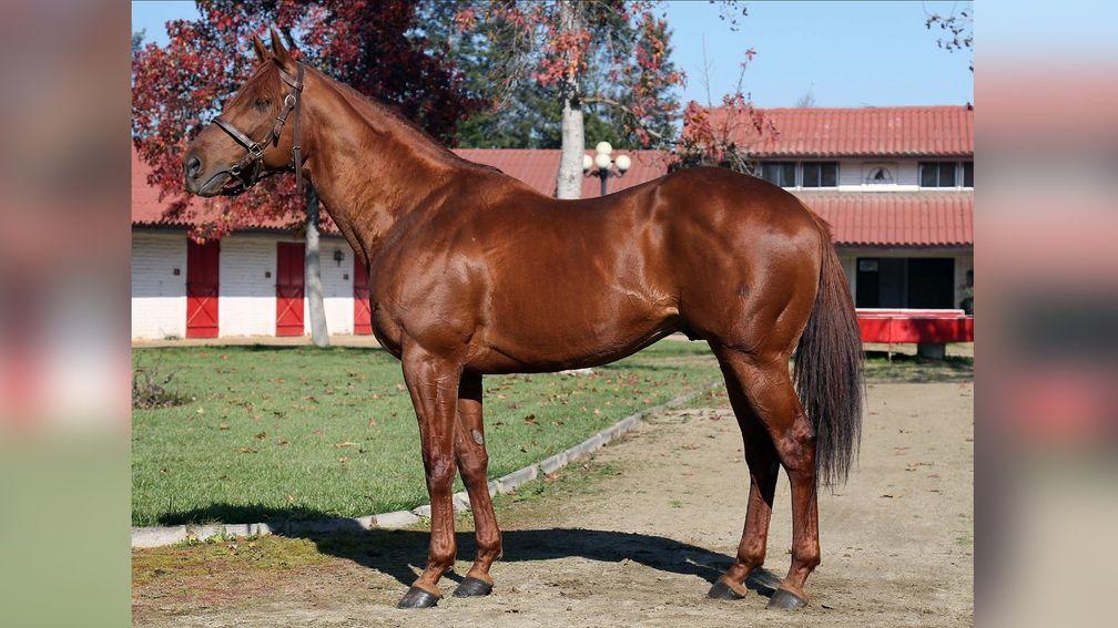 Grand Daddy: Scat Daddy's brother has sired 15 stakes winners