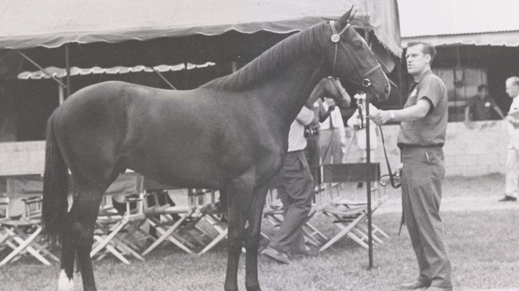 Halo as a youngster on the Keeneland grounds with Marion Gross