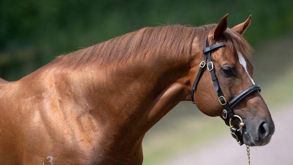 Starspangledbanner: standing at Coolmore this year at a fee of €17,500