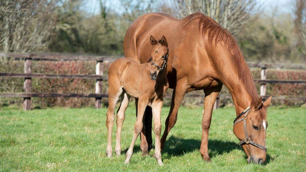 Annie Power with her second Galileo colt foal