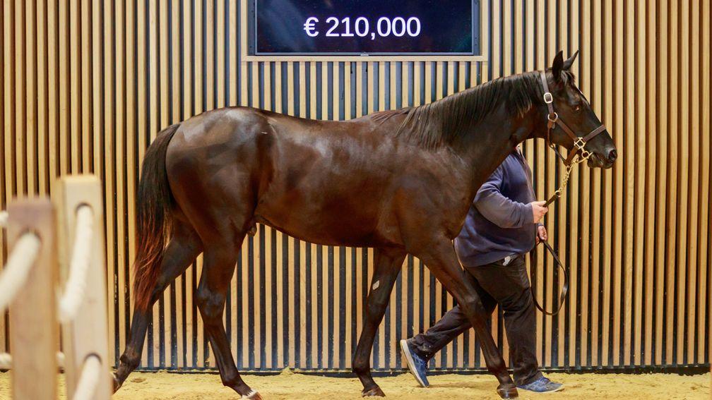 A colt by Wootton Bassett consigned by JK Thoroughbreds set the early pace on day three of the Arqana August Yearling sale when making €210,000