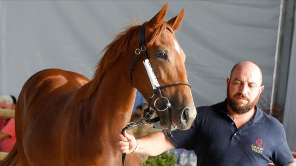 The Sea The Stars colt caught the attention in the ring in Milan
