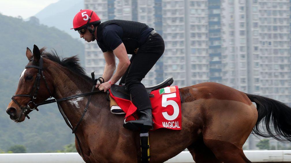 The globetrotting Magical goes through her paces at Sha Tin ahead of Sunday's Longines Hong Kong Cup