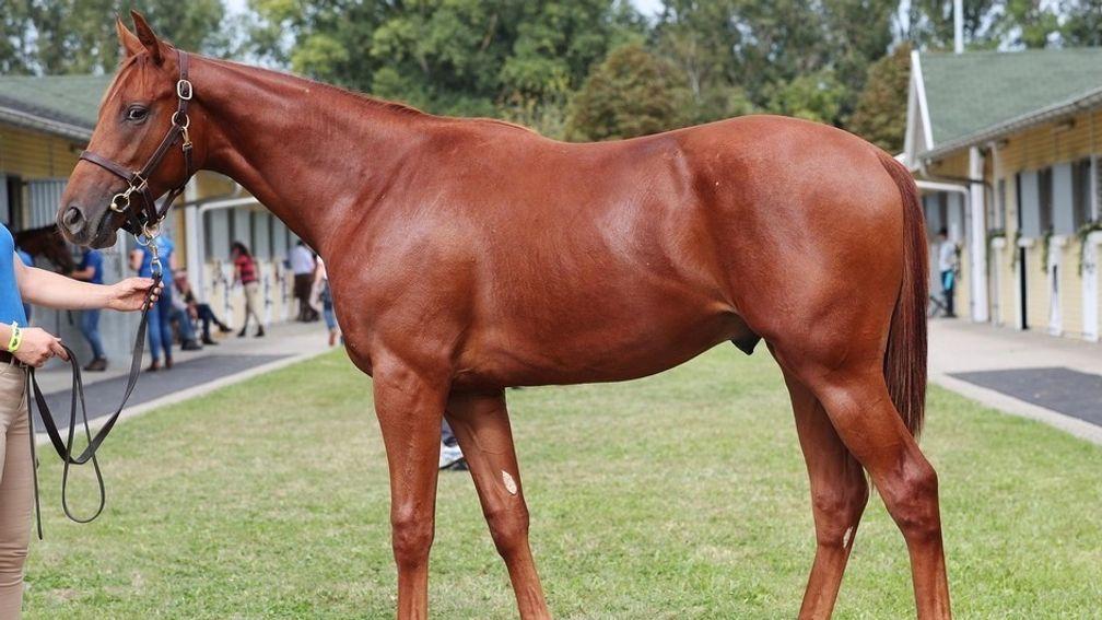 Tunnes as a yearling at BBAG
