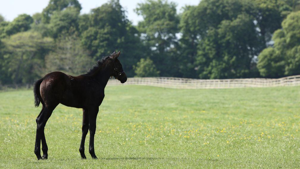 Another potential star of the future on the pasture that has nourished many champions