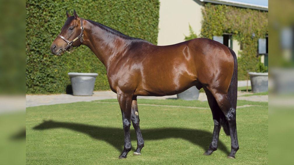 Star South African stallion Dynasty maintained his good run of results