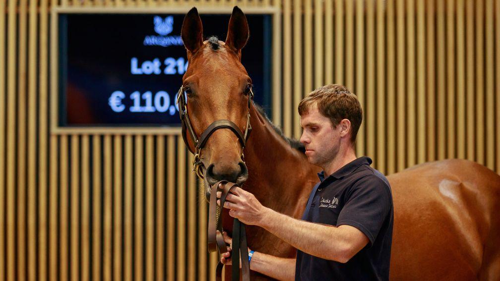 A son of Zarak with a beautiful jumping pedigree topped the two-year-old stores section of the Arqana Summer Sale