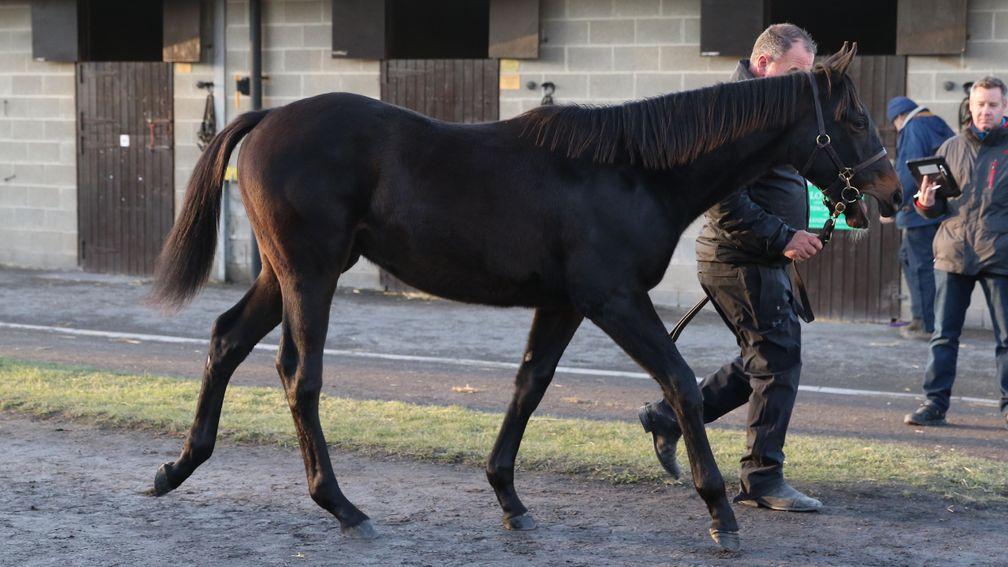 Lot 672: the No Nay Never brother to Mystery Power on parade at Goffs