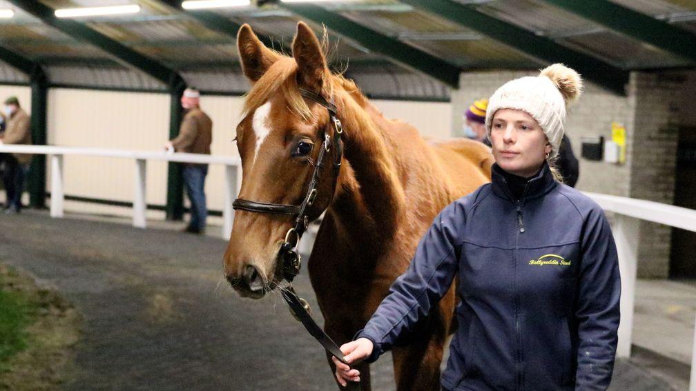 The most expensive foal ever sold at Goffs December National Hunt Sale