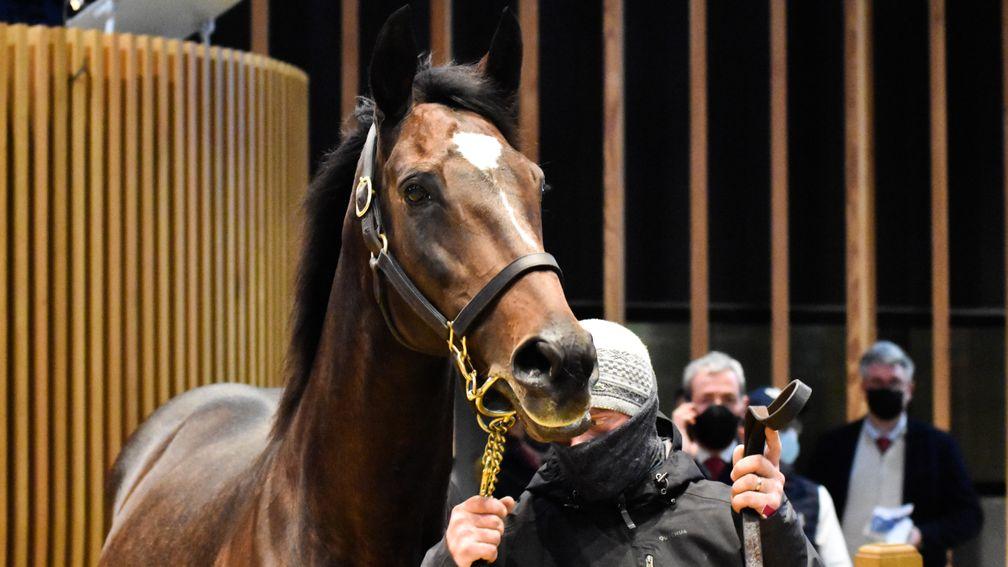 Haras de Bouquetot's Crystal Reef was sold for €130,000 in foal to Doctor Dino at Arqana on Wednesday