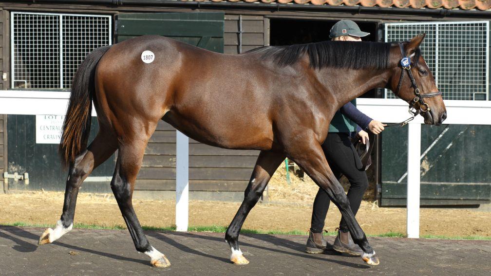 Lot 1,807: the Time Test filly out of Leap Of Joy bought by Nick Bradley Racing and Richard Fahey for 45,000gns