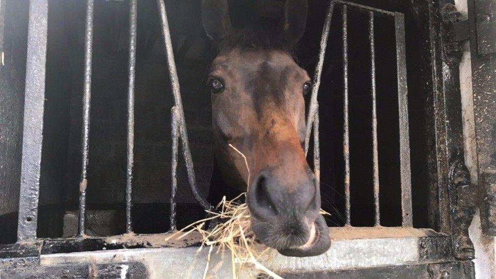 Drumlynn: Nicky Henderson's new recruit in his box at Seven Barrows