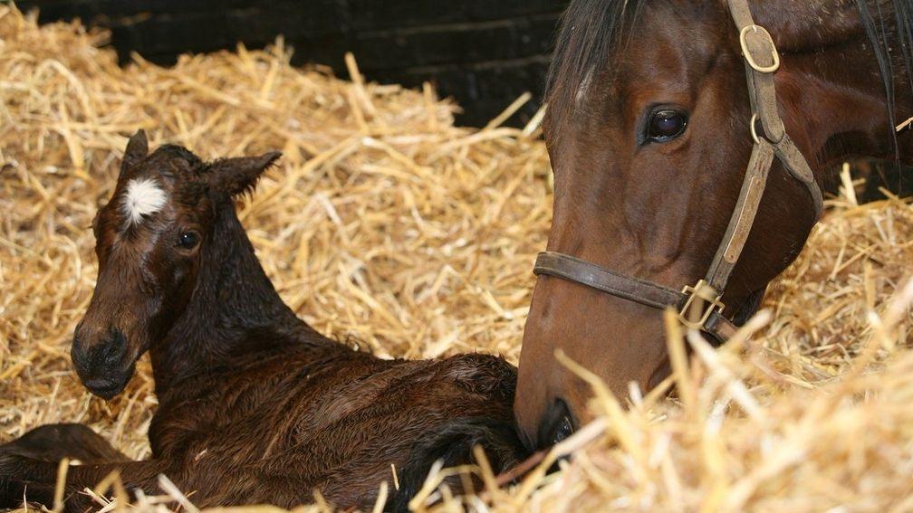 The Galileo filly out of Midday who has now been named Meridiana