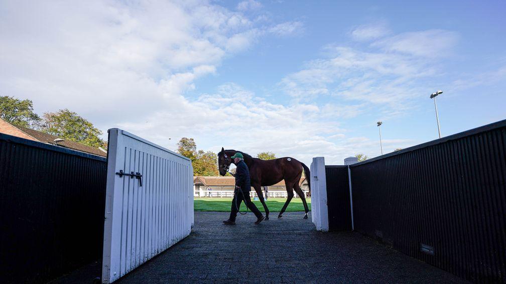The Tattersalls October Yearling Sale concluded on Saturday