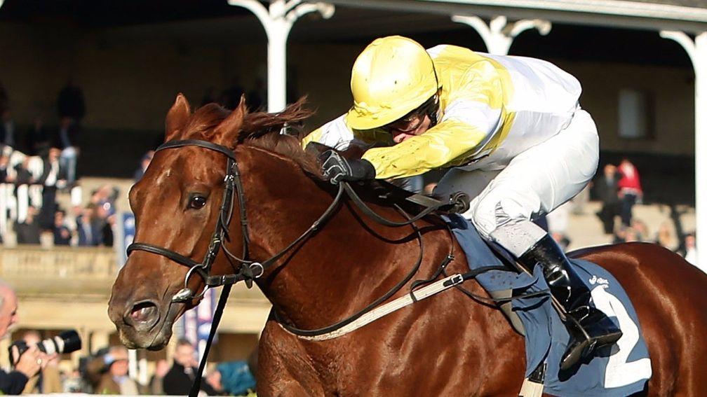 Flying Pursuit: will relish the ground at York