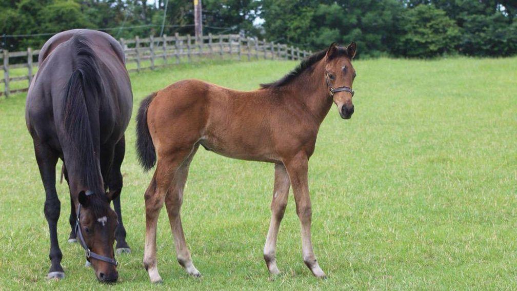 Miss Delila with Beauty Filly as a foal