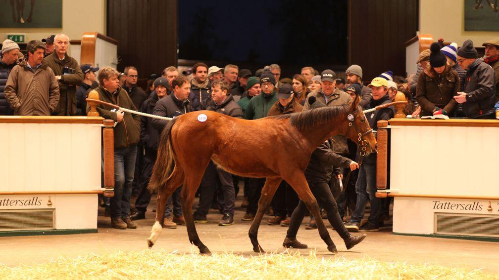 Lot 1,010: the Galileo sister to Decorated Knight in the ring before fetching a final bid of 1,700,000gns