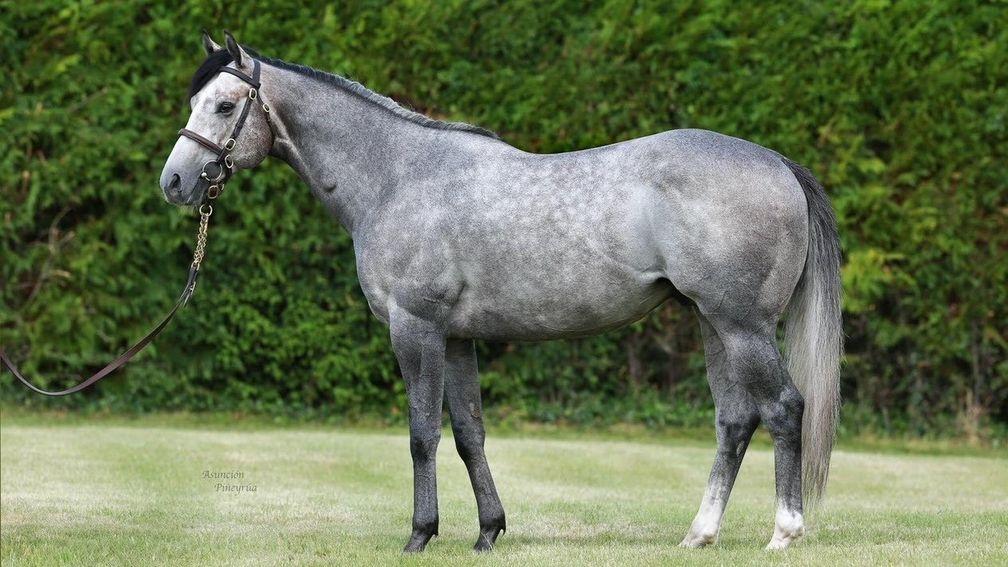 Whitsbury Manor's leading first-season sire is in huge demand with breeders