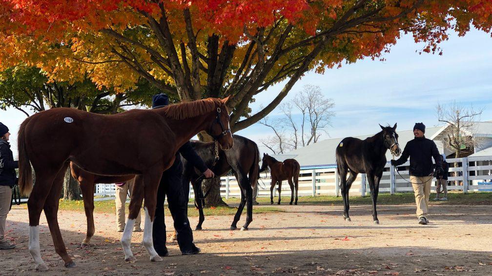The number of unsold horses fell at this year's Keeneland November Sale