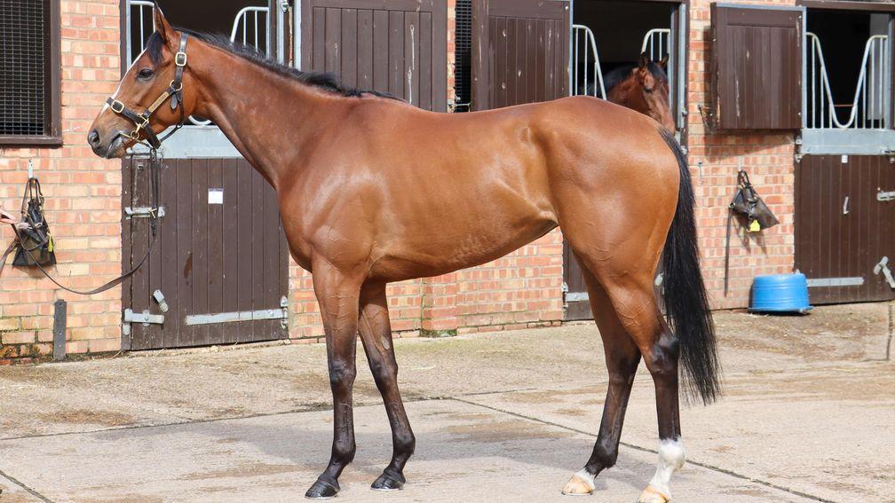 Julia Augusta: topped the Tattersalls Online April Sale