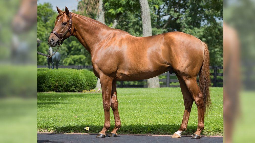 Gun Runner: sire sensation notched up a Grade 1 double on Saturday with five stakes winners overall