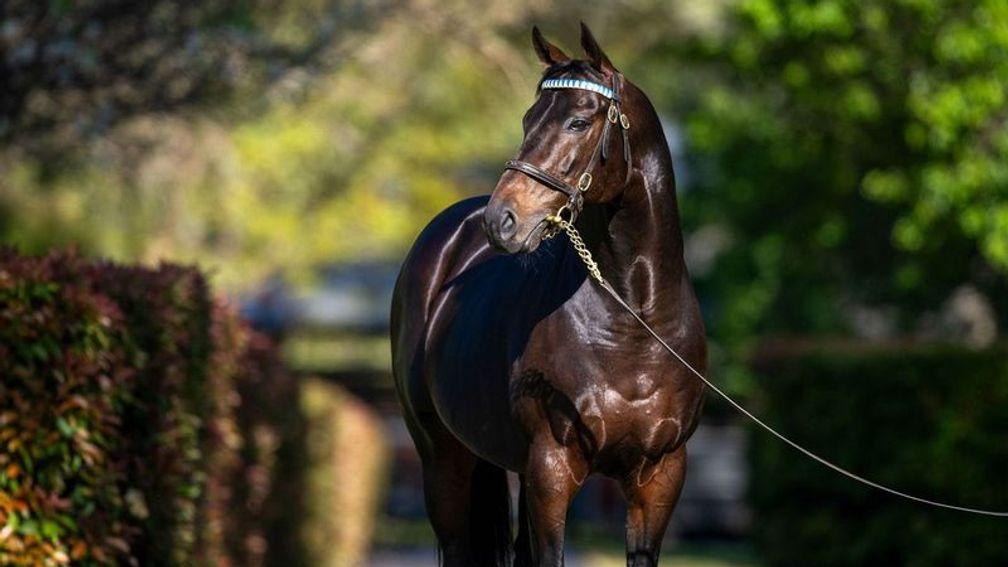 Too Darn Hot: immensely exciting young sire will shuttle to Australia again in 2024
