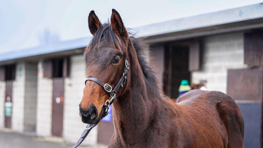 Sale-topping colt strikes a pose at Goffs