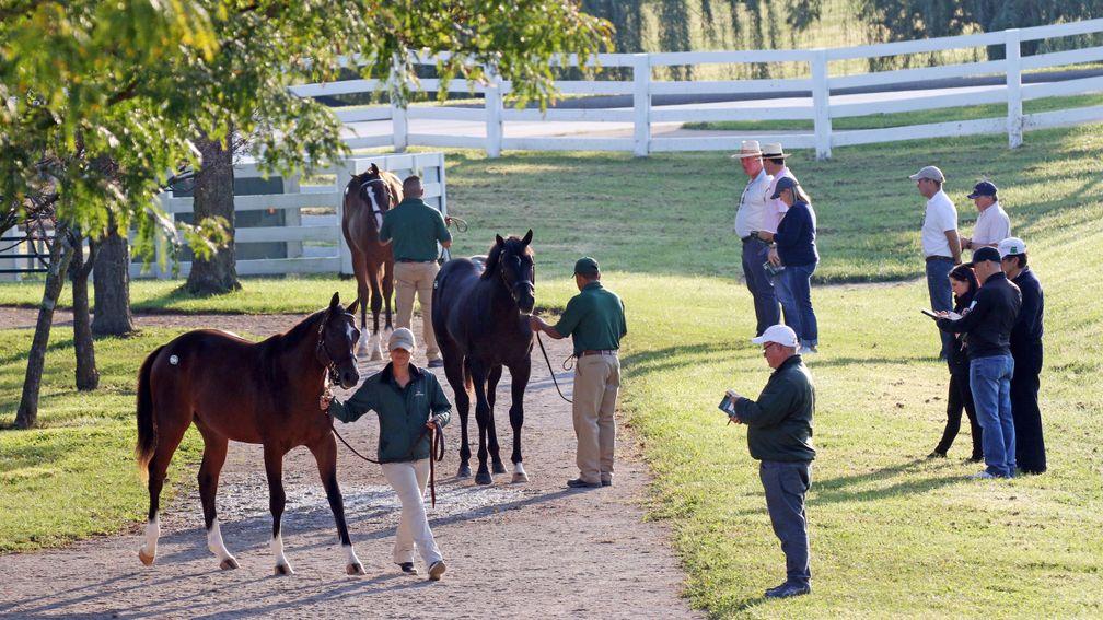Keeneland: buyers and sellers are receptive to attempts to improve the sale's experience