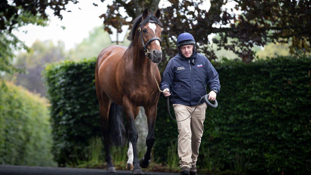 Galileo: covered a final book of 45 mares
