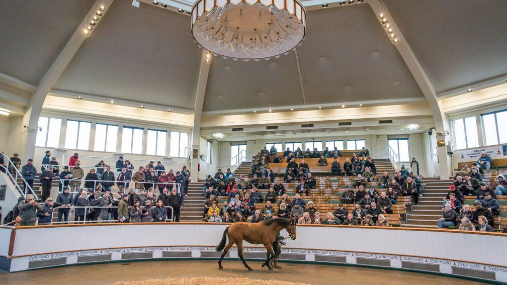 Tattersalls' online portal hosted the charity auction of stallion nominations