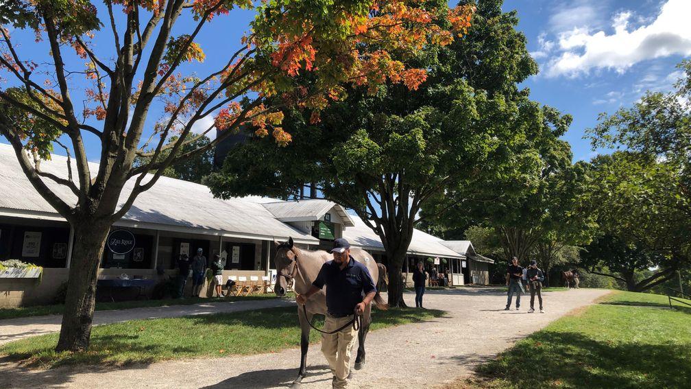Keeneland: 'It became the most incredible sale we've ever seen.'