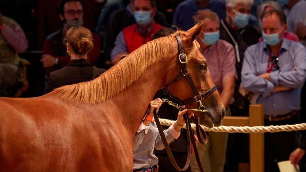 Pure Dignity. Starlet Sister's Dubawi filly, who topped the Arqana Select Sale in 2020