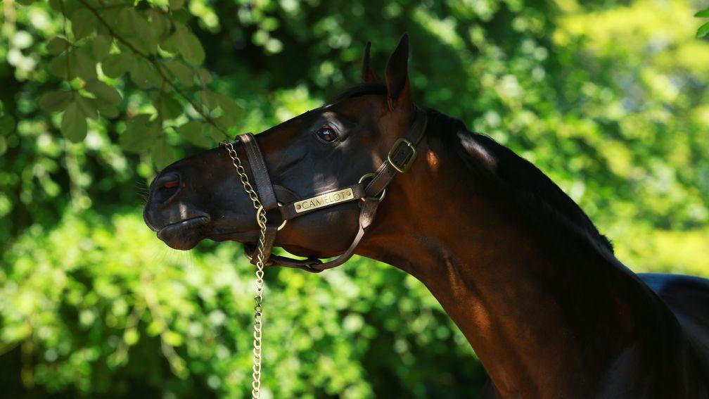 Camelot: son of Montjeu is making a name for himself with his early crops