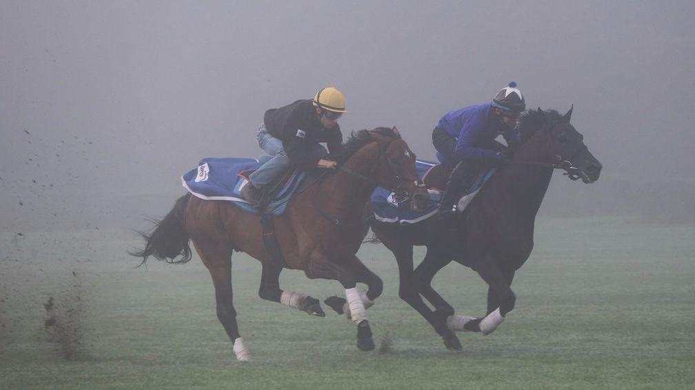 Satono Diamond and Christophe Lemaire (yellow cap) gallop on Les Aigles in Chantilly on Wednesday morning