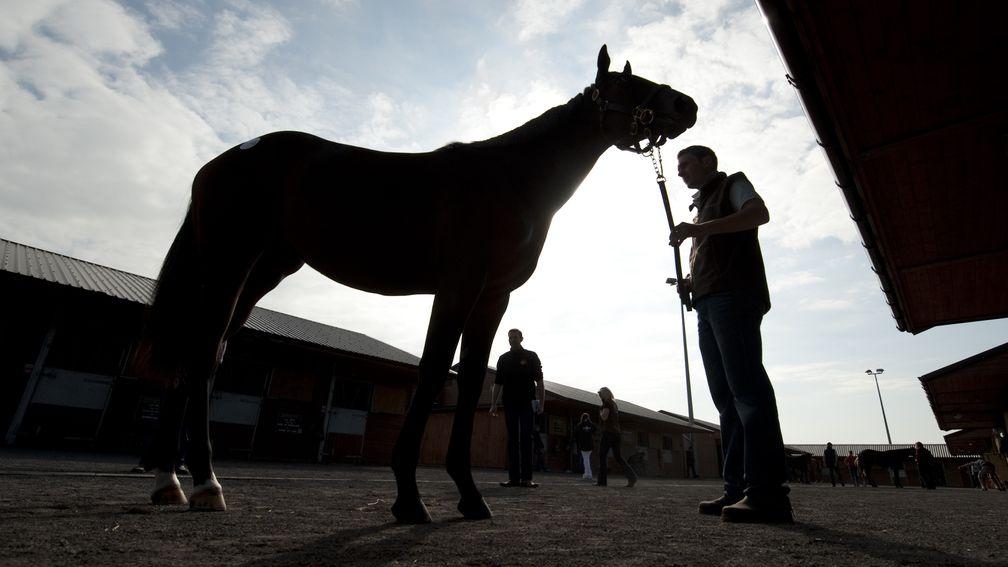 Breeders were critical of the bloodstock industry, with one stating that it's 'a dinosaur and has to change'