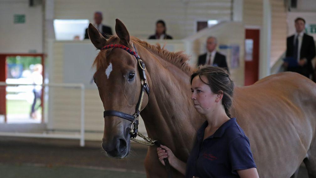 Amelia's Dance was making a brisk return to the Ascot sales ring
