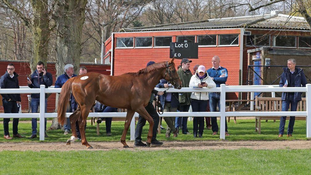 The Tattersalls Ascot December Sale takes place on Monday