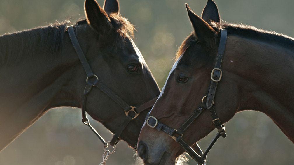 Denman (left) with his stablemate and rival Kauto Star