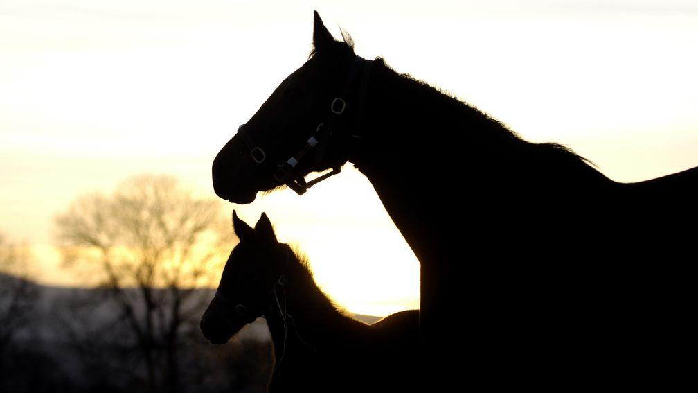The buying and selling of horses has been under the microscope