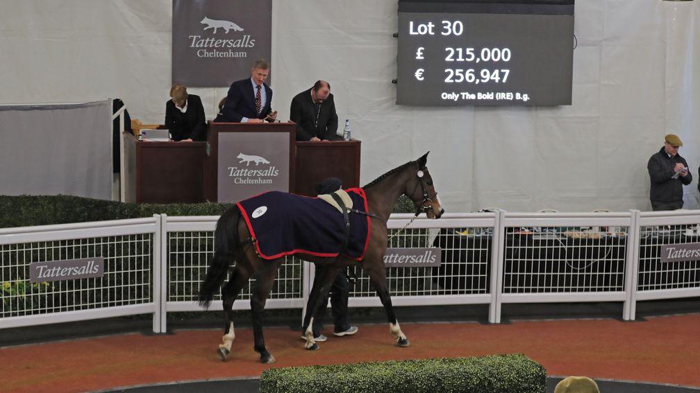 Only The Bold is knocked down for £215,000 in the Cheltenham sales ring