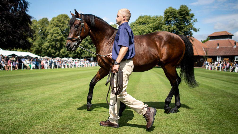 Dubawi: standing for £250,000 in 2021
