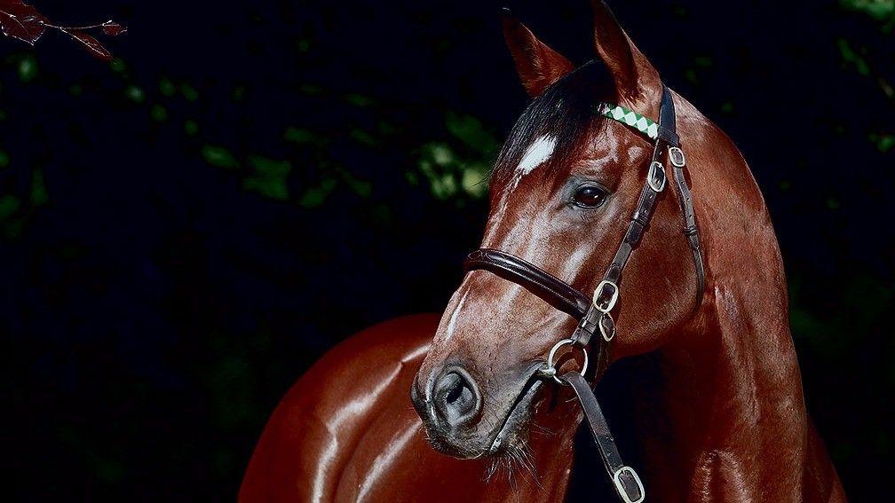 Frankel: sire of Nelson