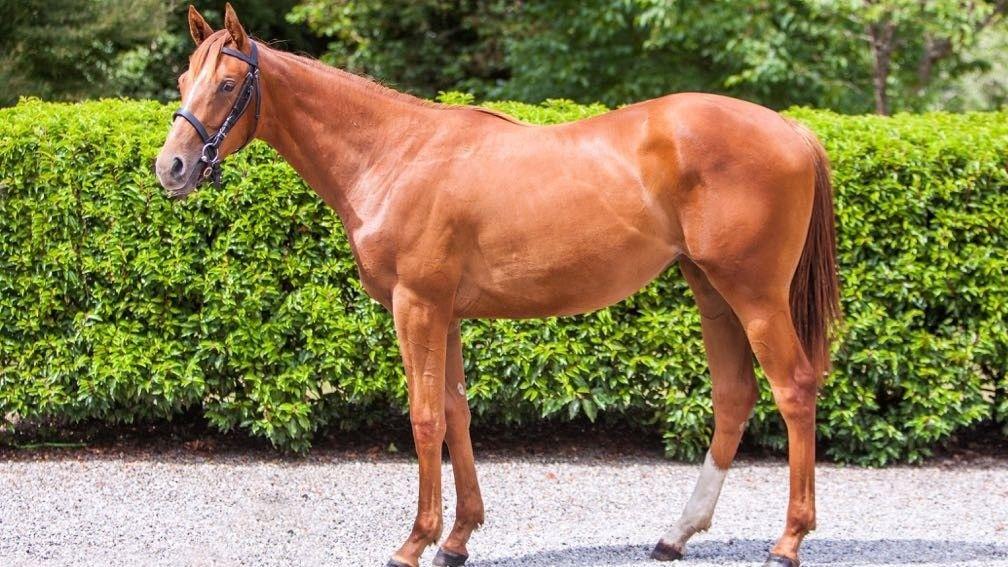 Lady Light pictured as a yearling, when she sold for €850,000