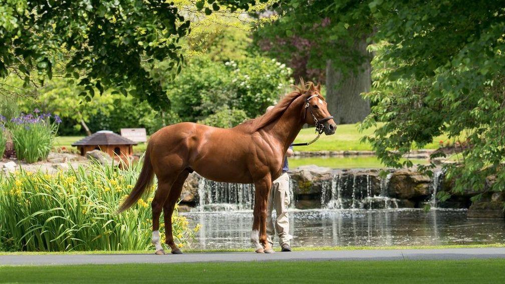 Night Of Thunder: Darley's Kildangan Stud resident was among those who saw a surge in popularity in 2020