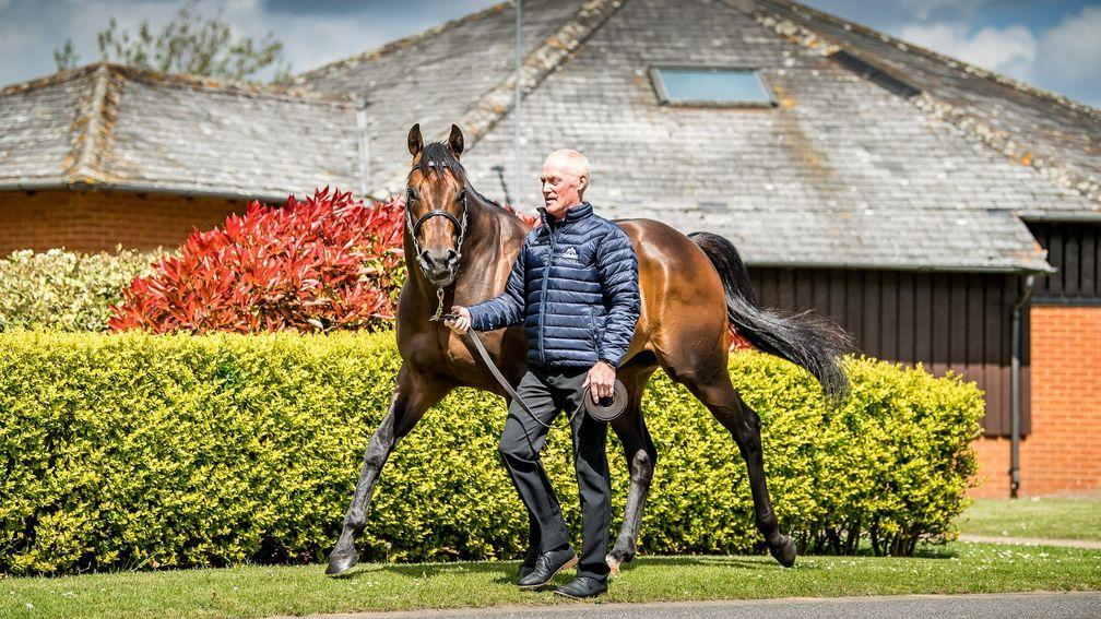 Muhaarar: the Shadwell sire is yet to breed a winner, but connections believe that will soon change