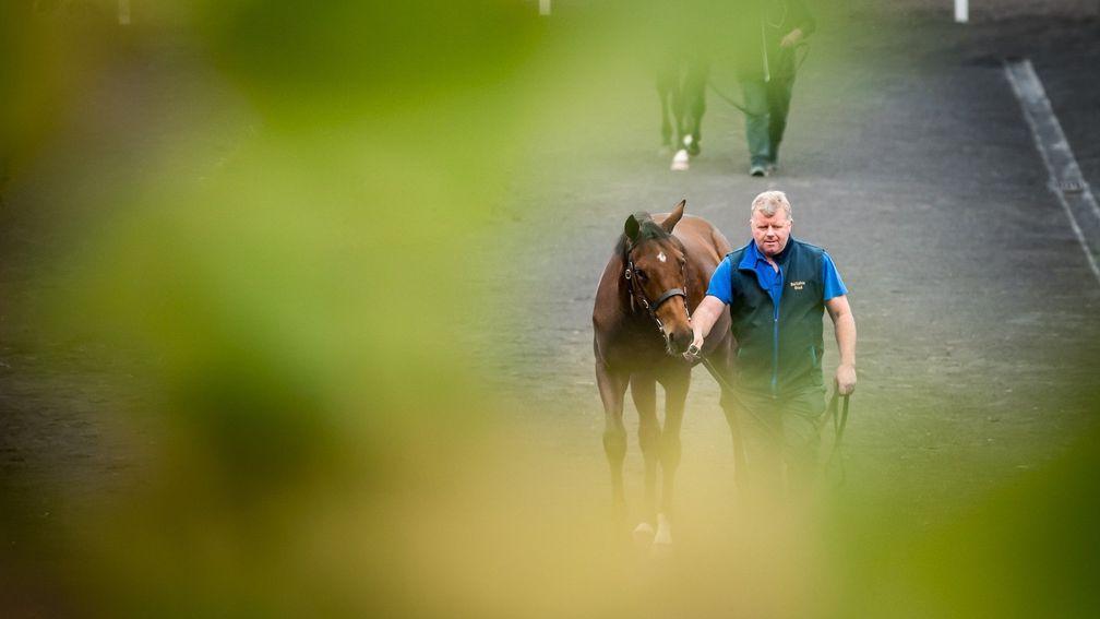 The catalogue for the Goffs Orby Yearling Sale was cut to focus on quality