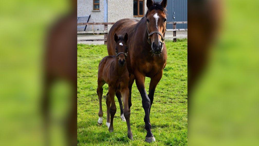 Sticking close to Mum: Flute Enchante and her Ribchester colt strolling along in the paddock