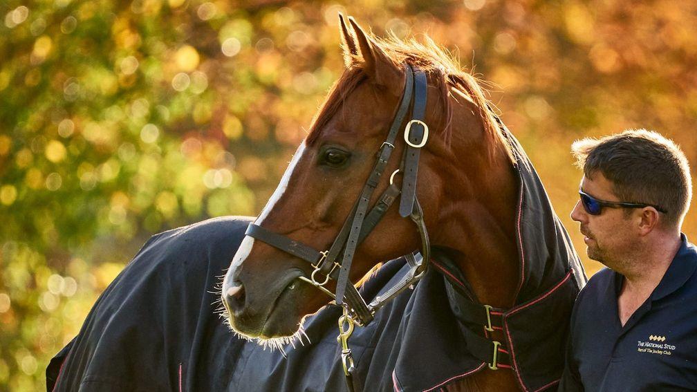 Stradivarius covered a book of 120 mares in his first year at the National Stud