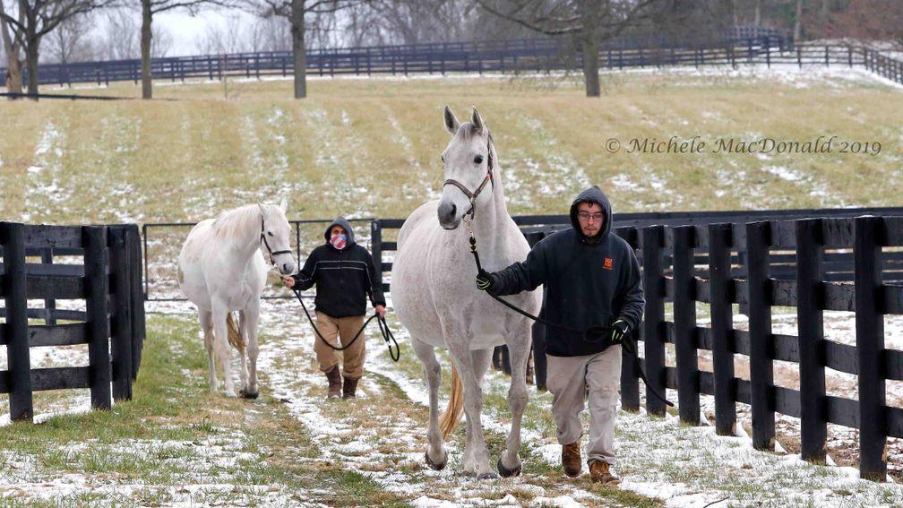 Ciao Bella and Modeling are led from the snow-dusted paddocks of Don Alberto