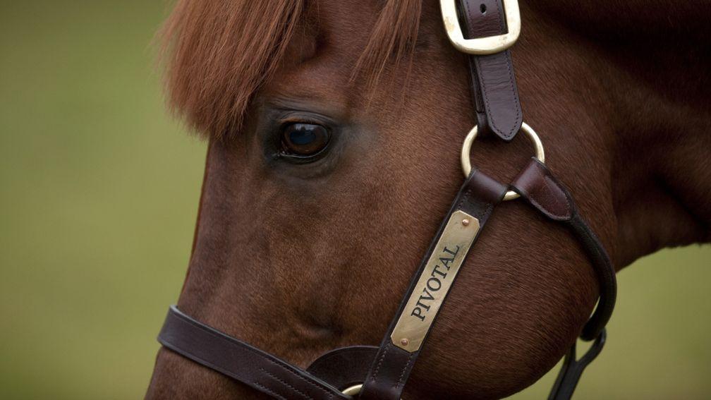 Pivotal: great Cheveley Park Stud sire has died aged 28
